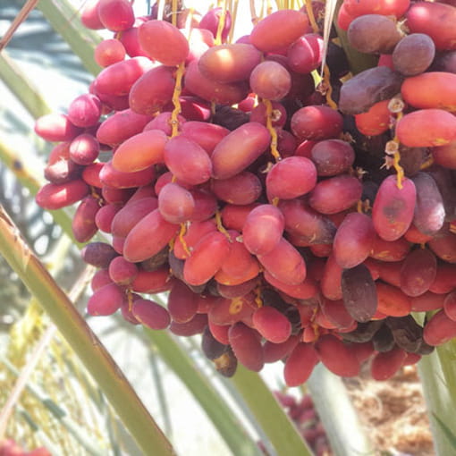 تصویر 4 از خرما درختی درجه یک با طعم طبیعی